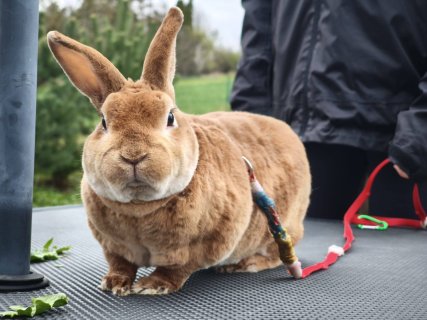 Vzácná návštěva